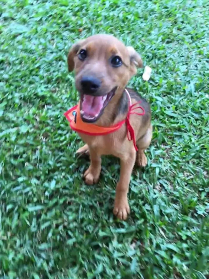 Cachorro ra a SRD-ViraLata idade 2 a 6 meses nome Aaron
