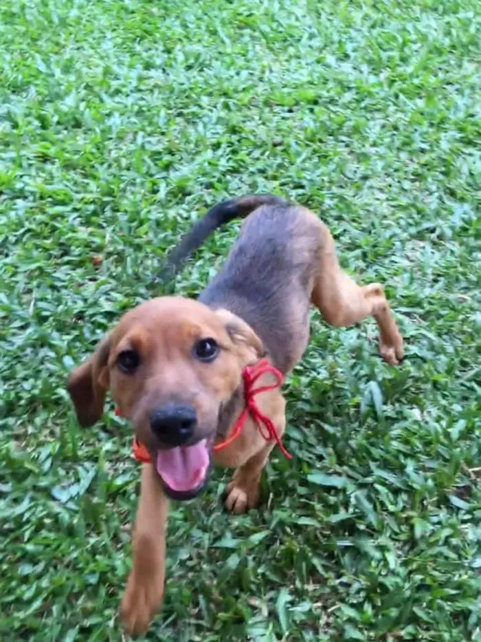 Cachorro ra a SRD-ViraLata idade 2 a 6 meses nome Aaron
