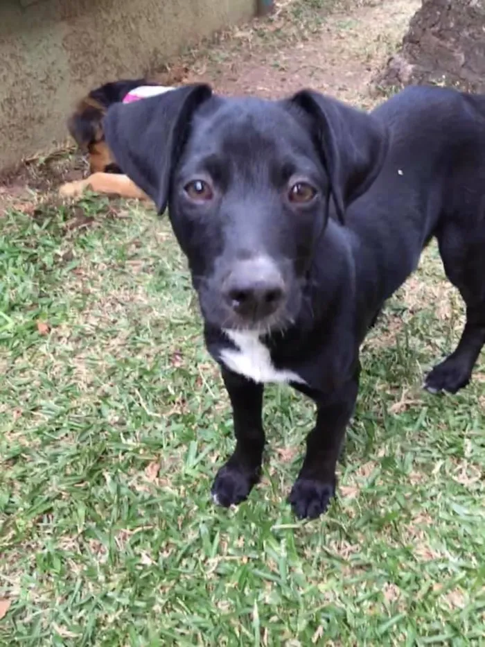 Cachorro ra a srd idade 2 a 6 meses nome Tobias