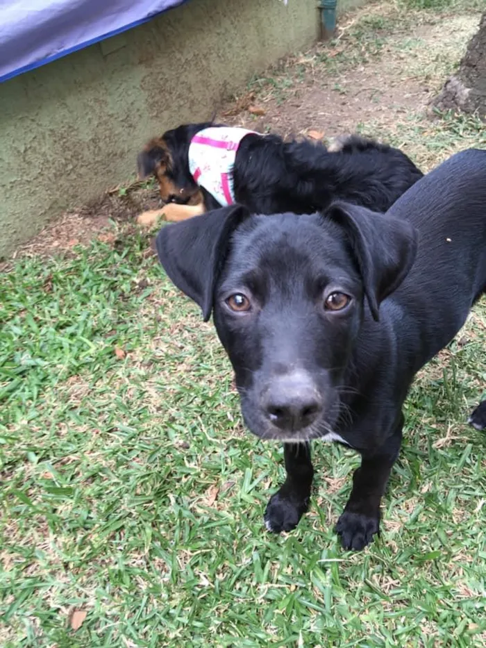 Cachorro ra a srd idade 2 a 6 meses nome Tobias