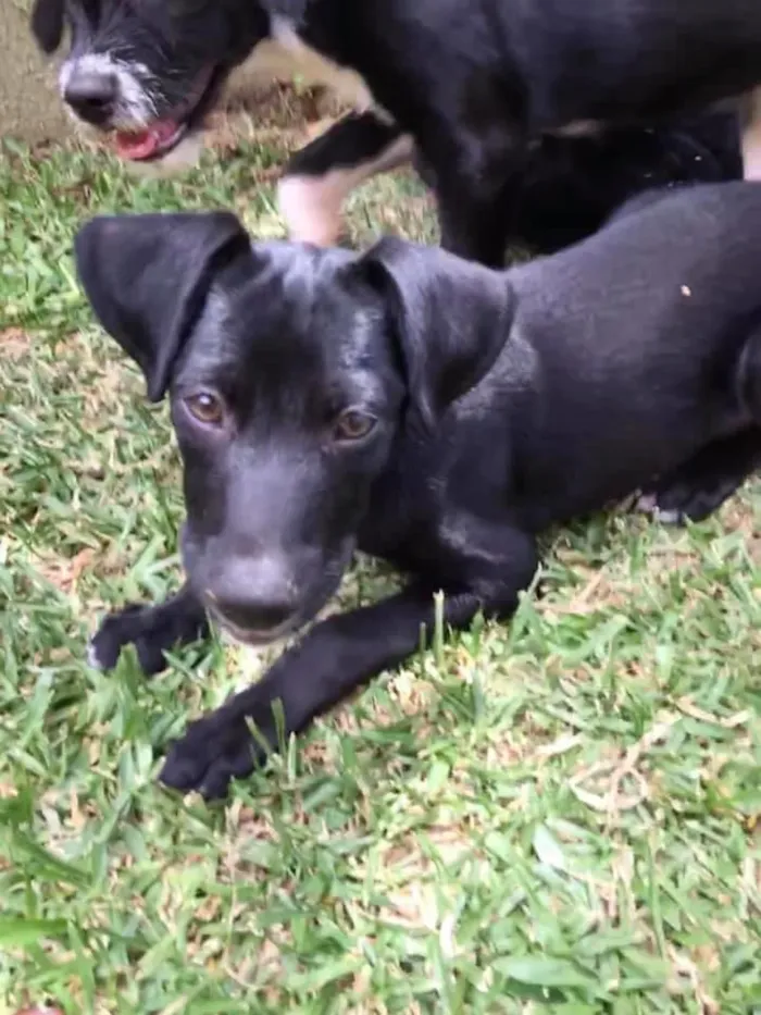 Cachorro ra a srd idade 2 a 6 meses nome Tobias