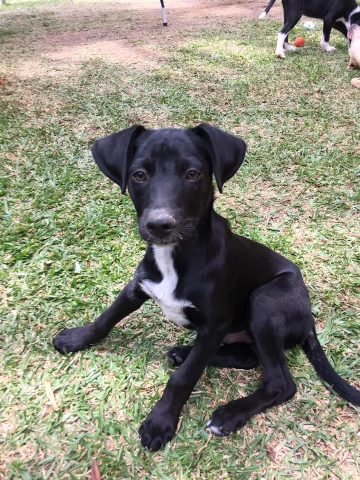 Cachorro ra a srd idade 2 a 6 meses nome Tobias