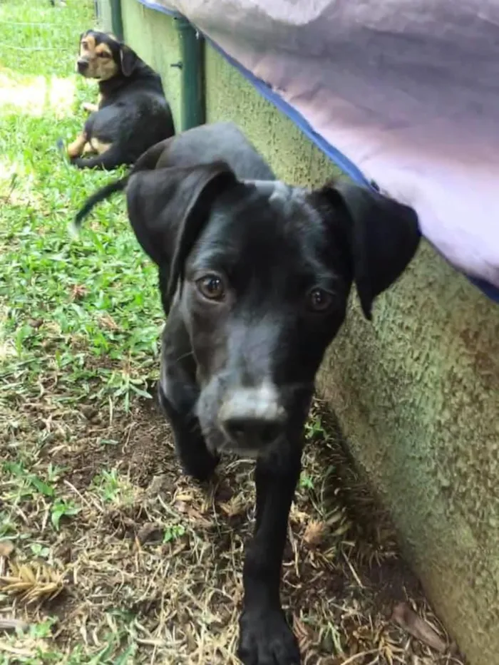 Cachorro ra a srd idade 2 a 6 meses nome Tobias