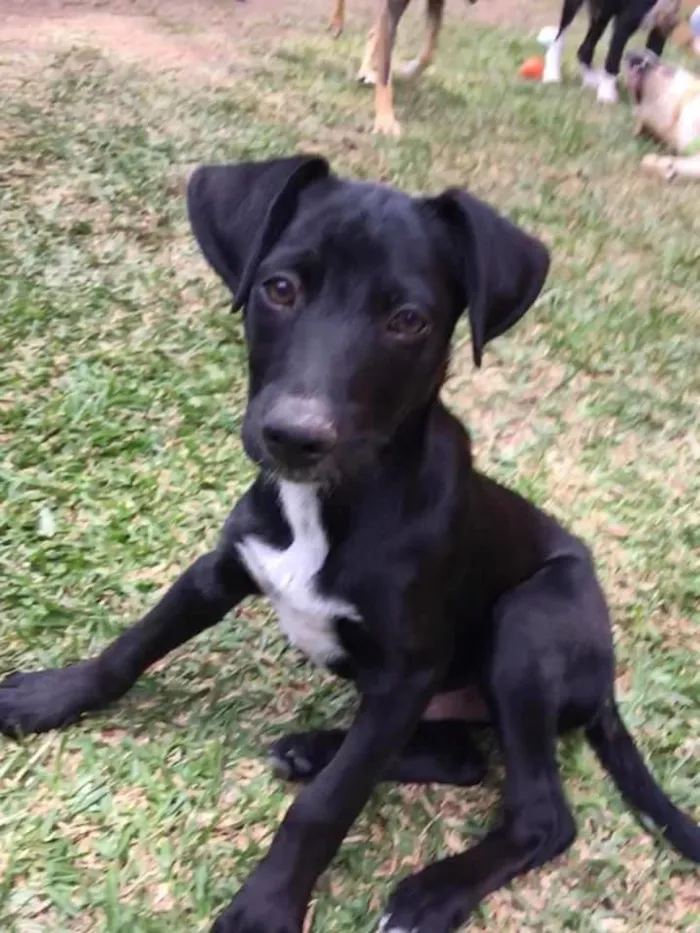 Cachorro ra a srd idade 2 a 6 meses nome Tobias