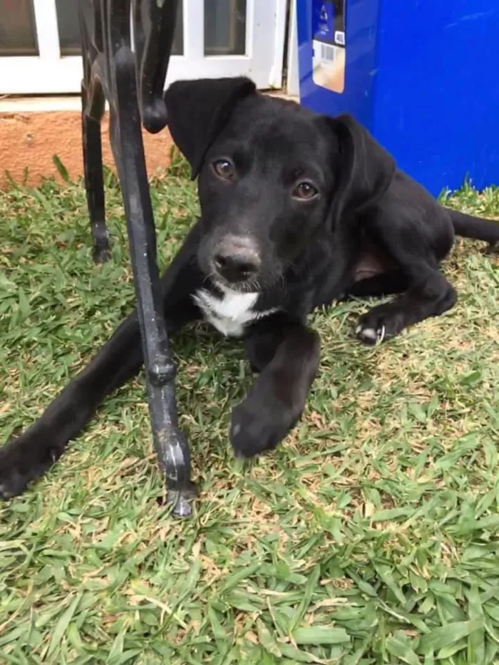 Cachorro ra a srd idade 2 a 6 meses nome Tobias