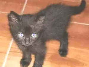 Gato raça SRD idade 2 a 6 meses nome Juan