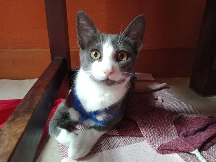 Gato raça SRD-ViraLata idade 2 a 6 meses nome Mini Fada
