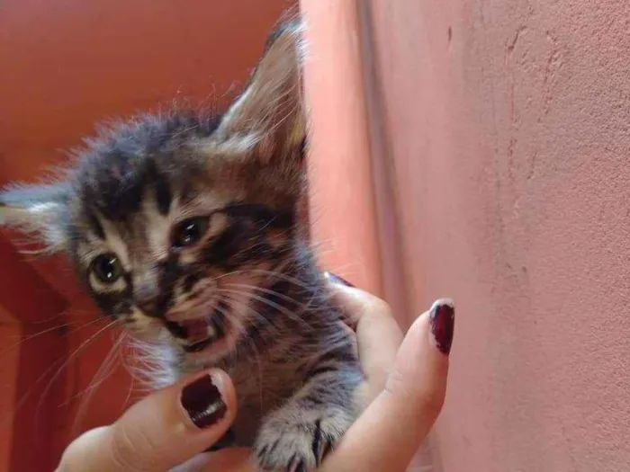 Gato raça  idade Abaixo de 2 meses nome Filhote Abandonada