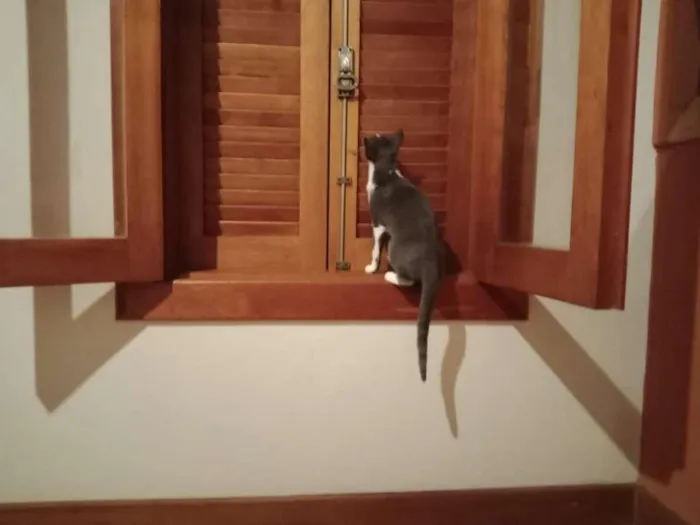 Gato raça SRD-ViraLata idade 2 a 6 meses nome Mini Fada