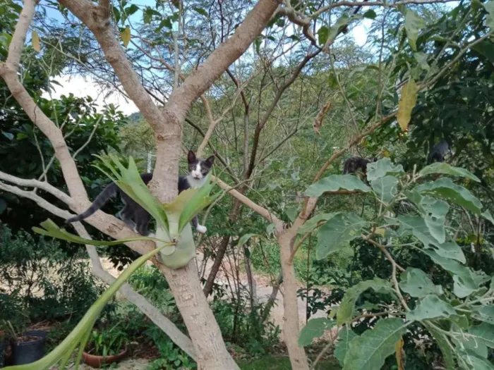 Gato raça SRD-ViraLata idade 2 a 6 meses nome Mini Fada