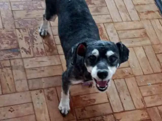 Cachorro ra a Sem raça definida idade 6 ou mais anos nome Kaio