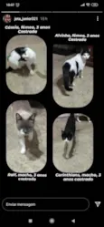 Srd