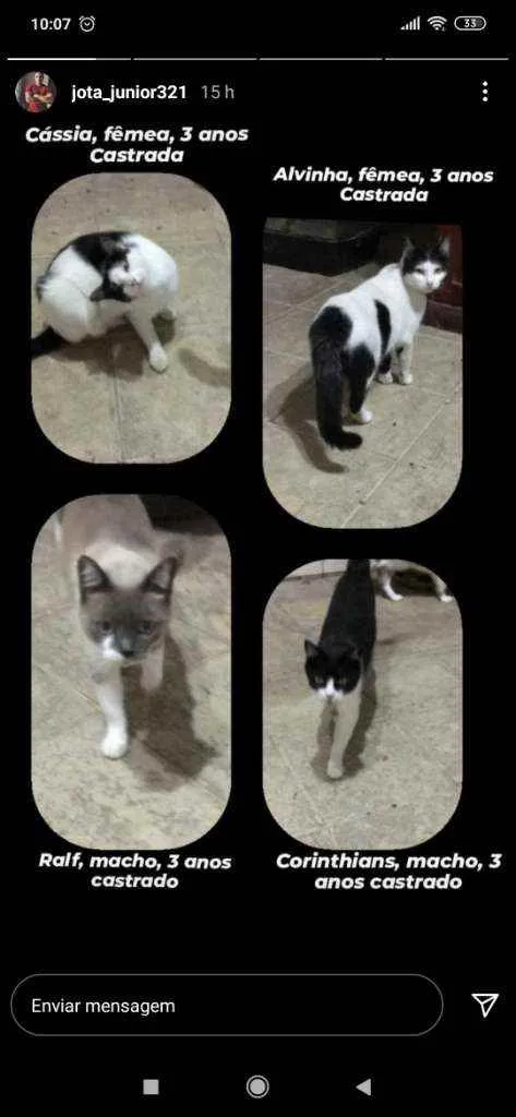Gato ra a Srd idade 3 anos nome Srd