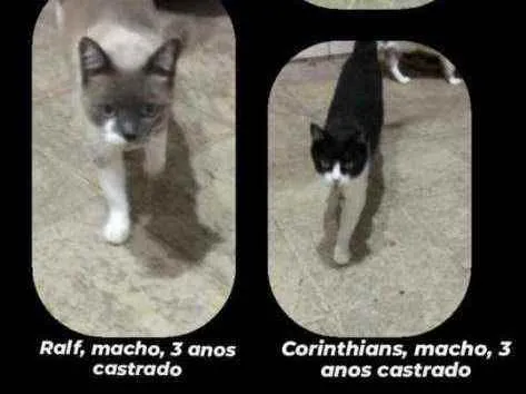 Gato ra a Srd idade 3 anos nome Srd