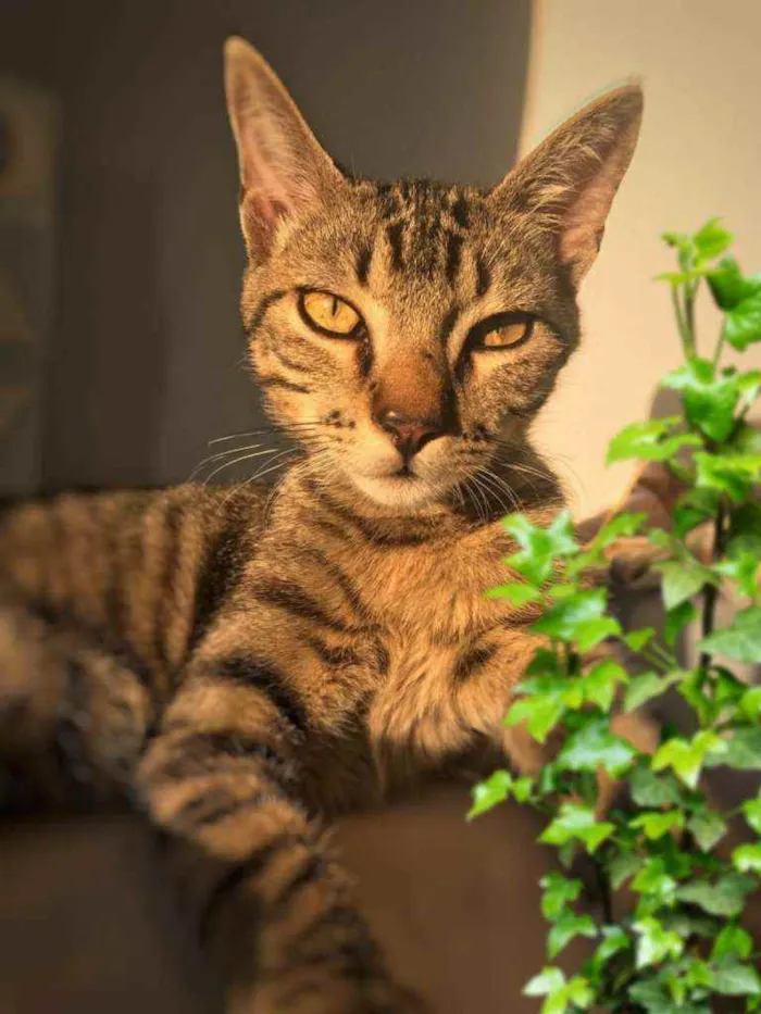 Gato ra a SRD idade 1 ano nome Cadu