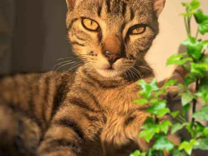 Gato ra a SRD idade 1 ano nome Cadu