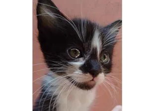 Gato raça  idade Abaixo de 2 meses nome Filhote Abandonado