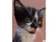 Gato raça  idade Abaixo de 2 meses nome Filhote Abandonado