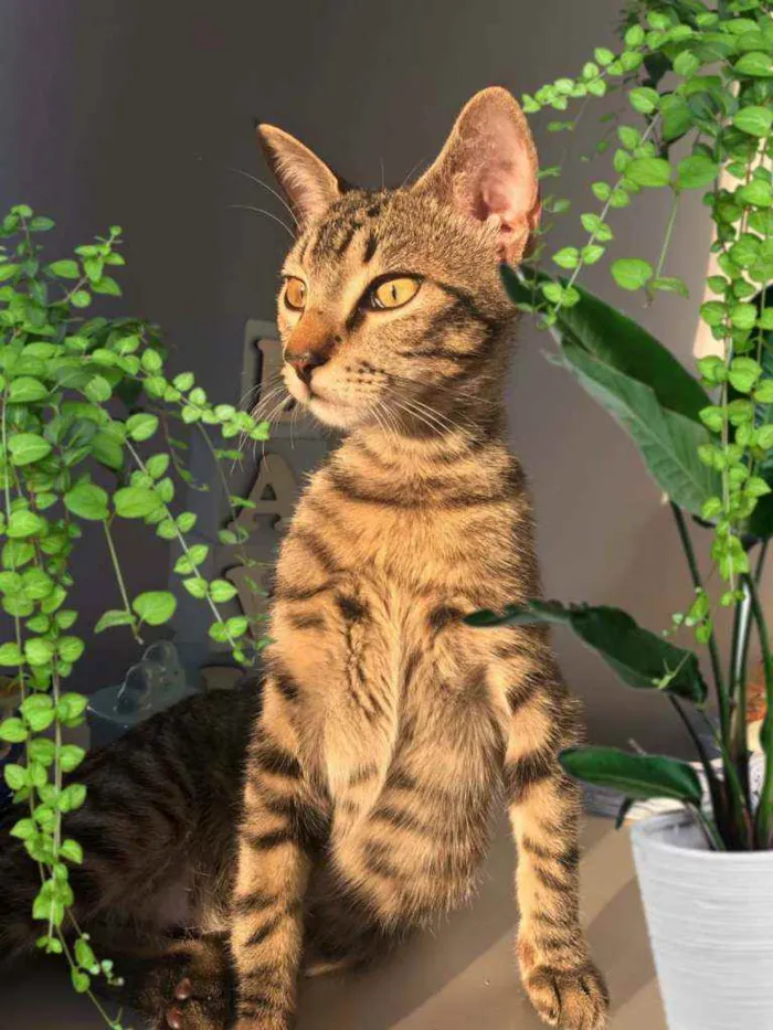 Gato ra a SRD idade 1 ano nome Cadu