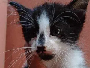Gato raça  idade Abaixo de 2 meses nome Filhote Abandonado