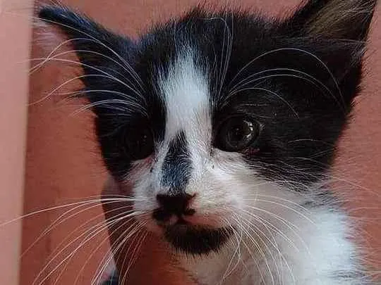 Gato raça  idade Abaixo de 2 meses nome Filhote Abandonado