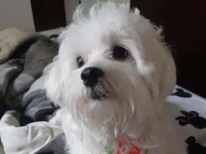 Cachorro raça Maltês idade 2 anos nome Bolt