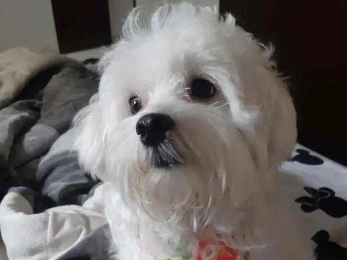 Cachorro ra a Maltês idade 2 anos nome Bolt