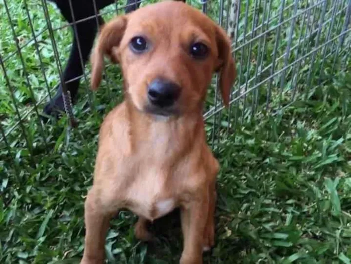Cachorro ra a srd idade 2 a 6 meses nome Ingo