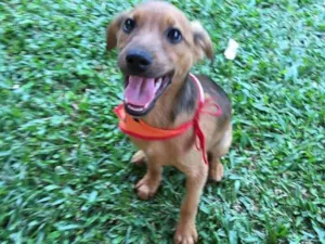 Cachorro raça SRD-ViraLata idade 2 a 6 meses nome Aaron