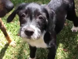Cachorro raça SRD idade 2 a 6 meses nome Frederico