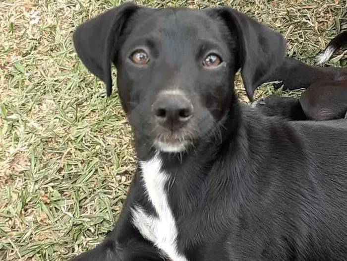 Cachorro ra a srd idade 2 a 6 meses nome Tobias