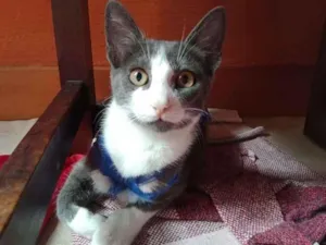 Gato raça SRD-ViraLata idade 2 a 6 meses nome Mini Fada