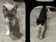 Srd
