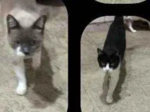 Gato raça Srd idade 3 anos nome Srd