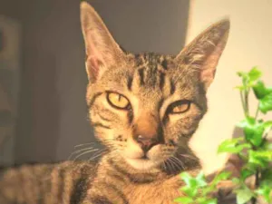 Gato raça SRD idade 1 ano nome Cadu