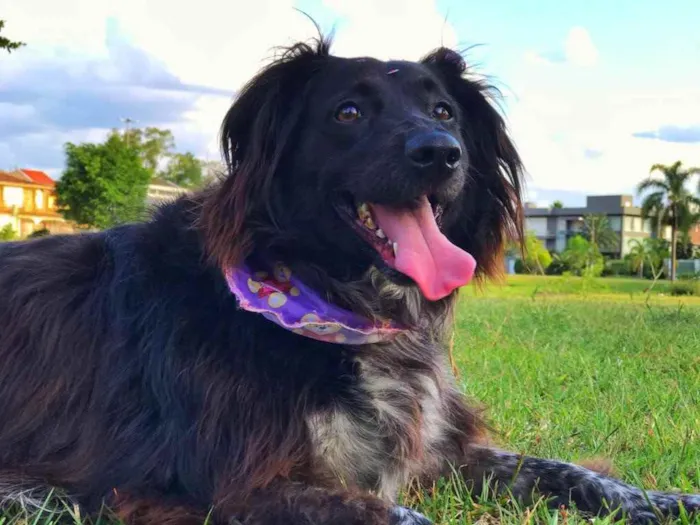 Cachorro ra a Border collie  idade 4 anos nome Luna