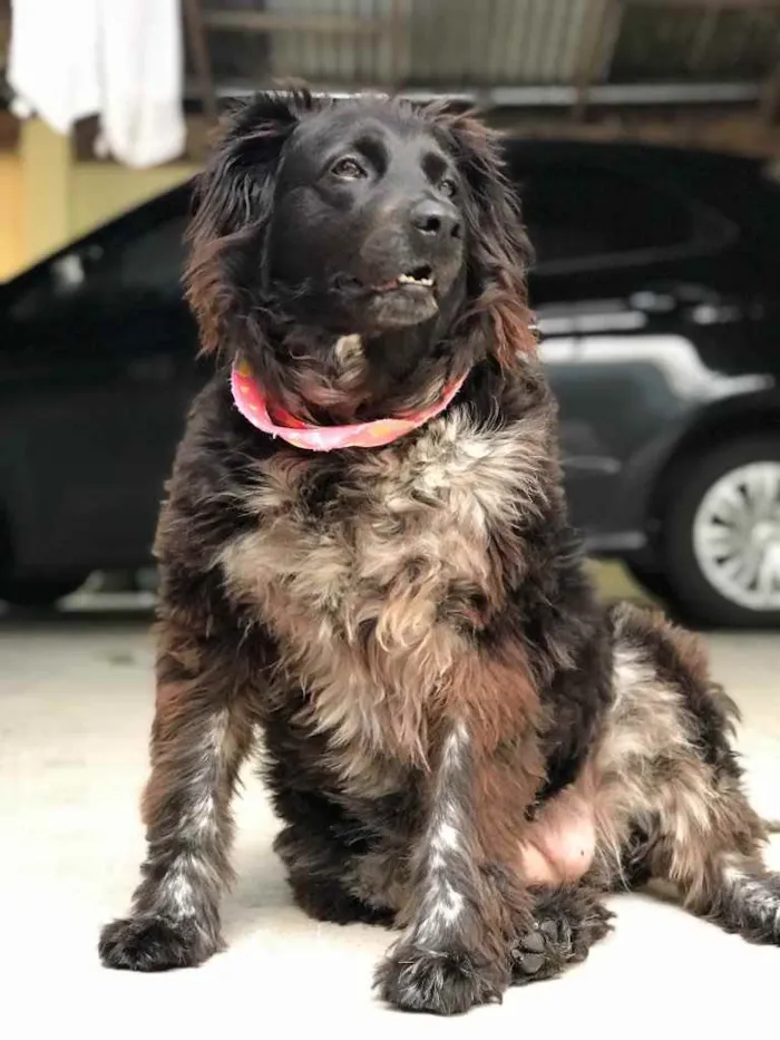Cachorro ra a Border collie  idade 4 anos nome Luna