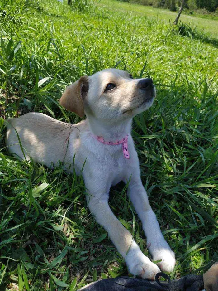 Cachorro raça Sem raça idade 7 a 11 meses nome Akira