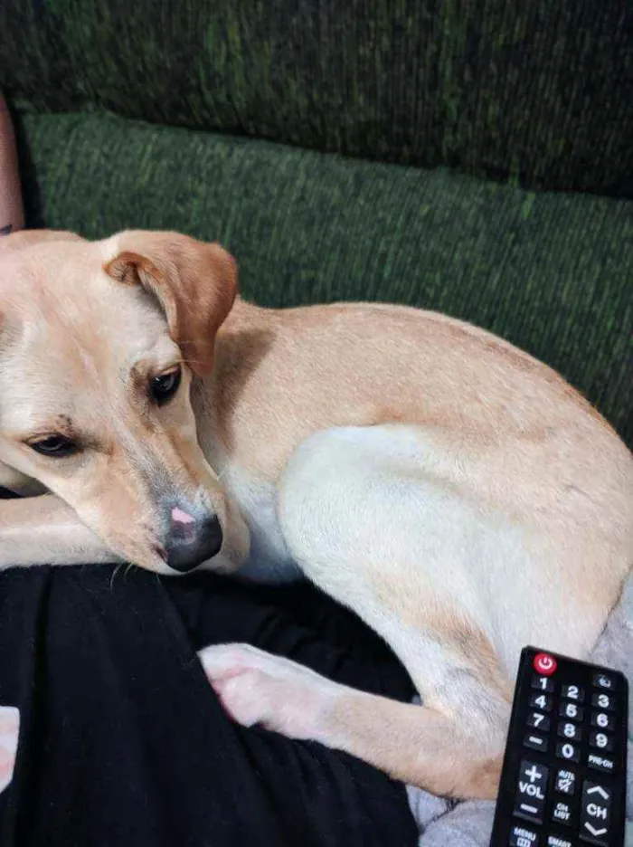 Cachorro raça Sem raça idade 7 a 11 meses nome Akira