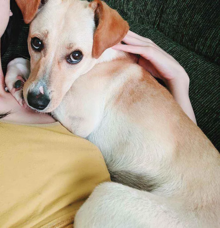 Cachorro raça Sem raça idade 7 a 11 meses nome Akira