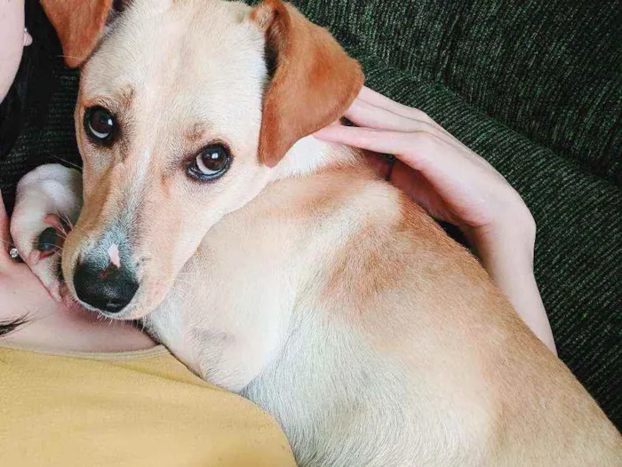 Cachorro raça Sem raça idade 7 a 11 meses nome Akira