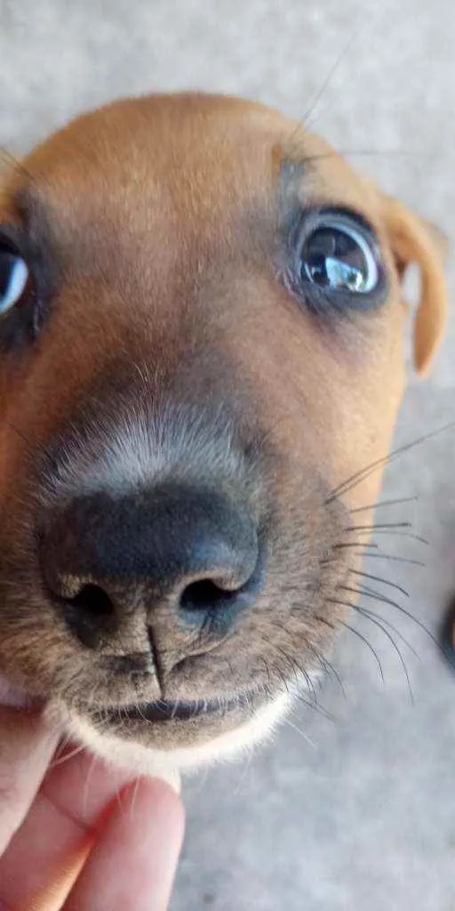 Cachorro ra a Vira lata idade 2 a 6 meses nome Bolinha e jade