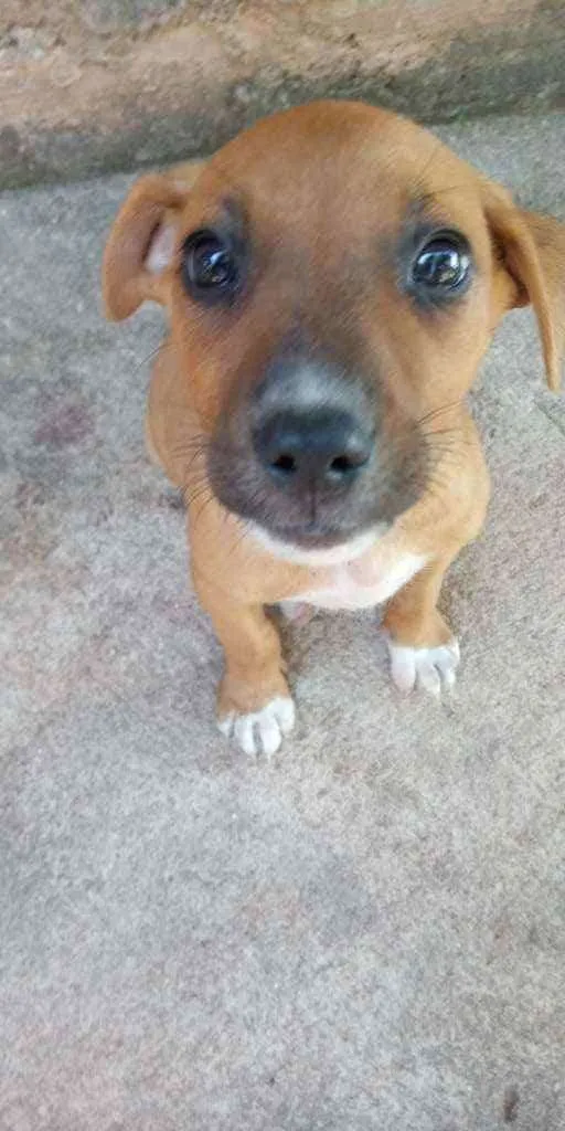 Cachorro ra a Vira lata idade 2 a 6 meses nome Bolinha e jade