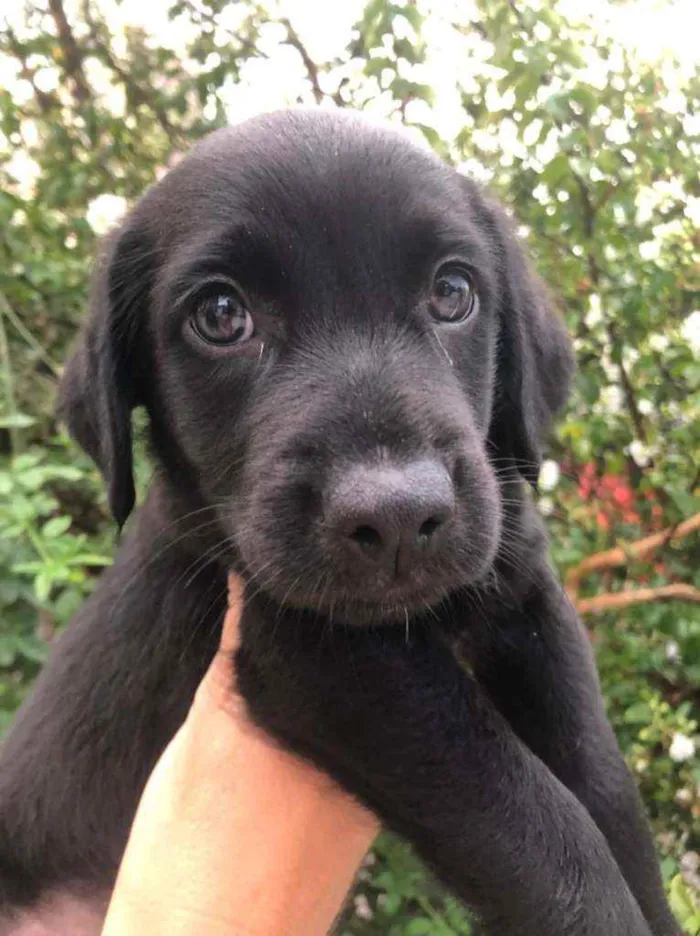 Cachorro raça  idade Abaixo de 2 meses nome Filhotes  Anelly 