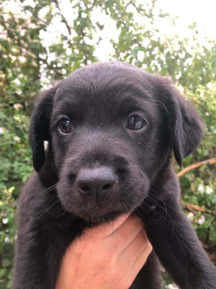 Cachorro raça  idade Abaixo de 2 meses nome Filhotes  Anelly 