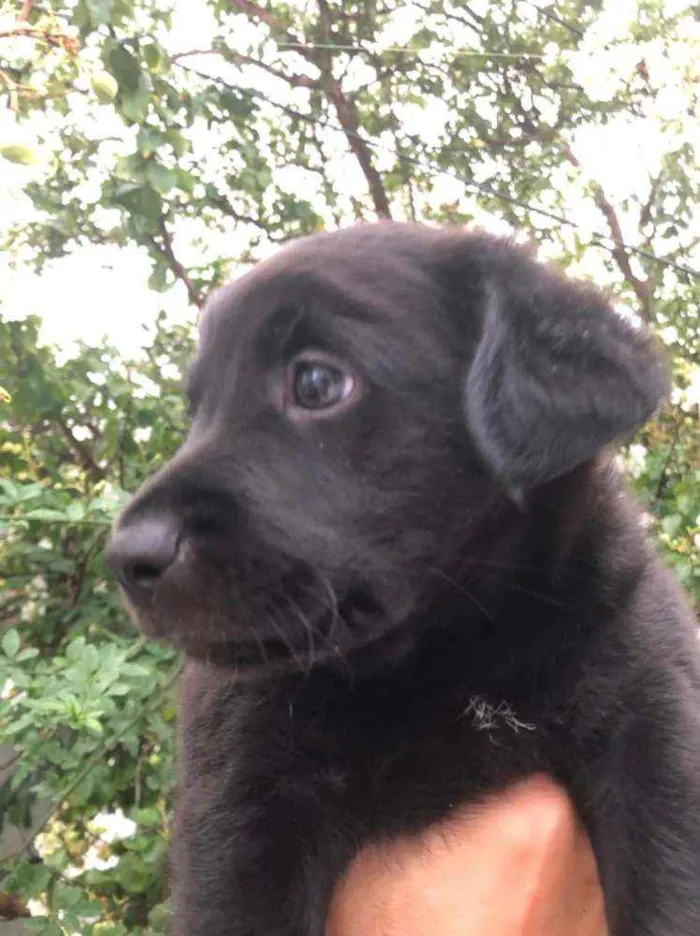 Cachorro raça  idade Abaixo de 2 meses nome Filhotes  Anelly 