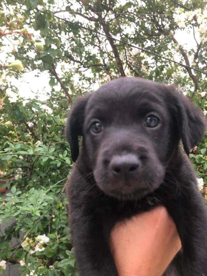 Cachorro raça  idade Abaixo de 2 meses nome Filhotes  Anelly 