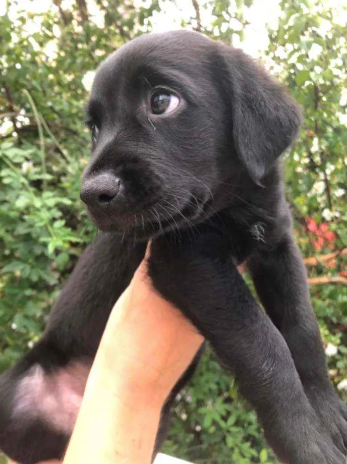 Cachorro raça  idade Abaixo de 2 meses nome Filhotes  Anelly 