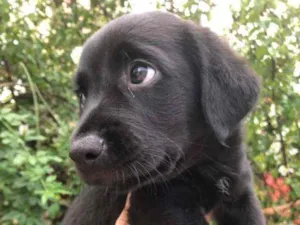 Cachorro raça  idade Abaixo de 2 meses nome Filhotes  Anelly 