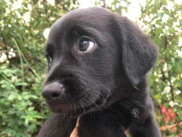 Cachorro raça  idade Abaixo de 2 meses nome Filhotes  Anelly 